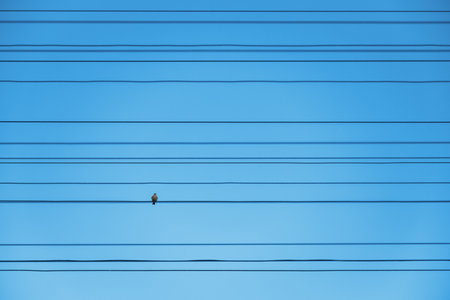 A lone bird sits on one of the many electrical wiresの写真素材