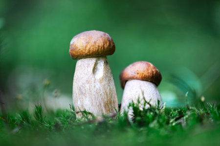 Two white mushroom porcini boletus
