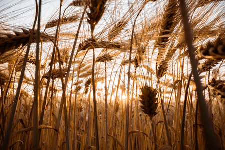 Ripe barley spikelets on ukrainian fieldの写真素材