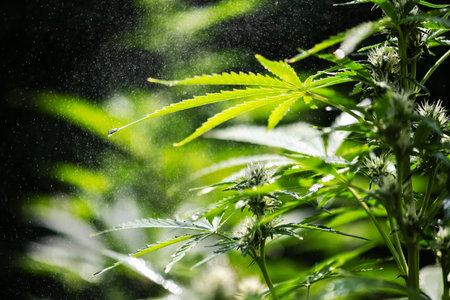 Raindrops on a cannabis bush