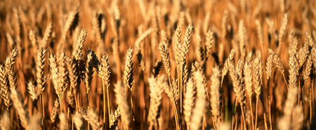 Dry orange wheat spikelets on agricultural farm field
