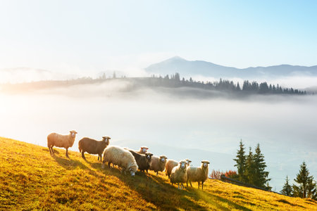 Herd of sheeps on sunny meadow at autumn mountainsの写真素材