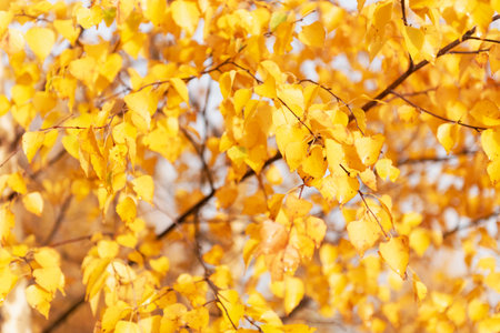 Yellow birch leaves in autumn forestの写真素材