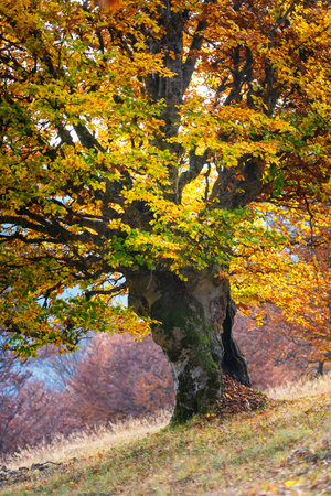 Picturesque old beech tree at autumn forestの写真素材