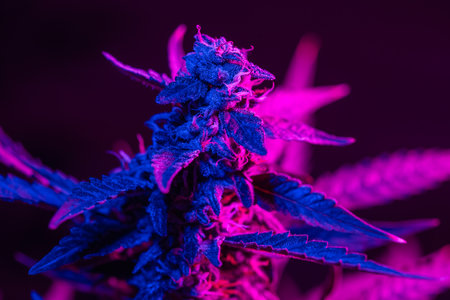 Macro shot of flowering cannabis bud with a purple pink tintの写真素材