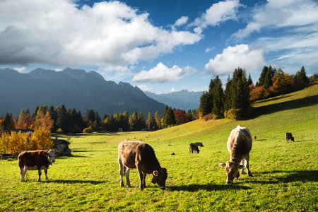 Cows in italian Dolomite Alps at summer timeの写真素材