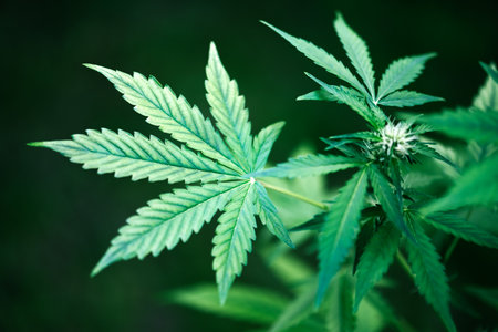 Cannabis bush on dark background