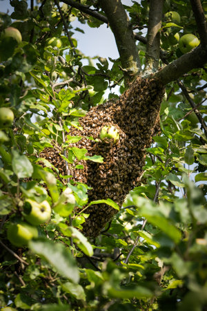 A bee swarm on an apple treeの写真素材