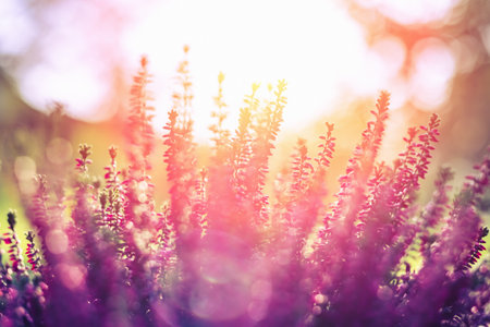 Ling or Calluna vulgaris as a floral backgroundの写真素材