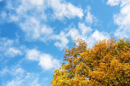 Colorful trees with yellow foliage and blue sky with fluffy cloudsの写真素材