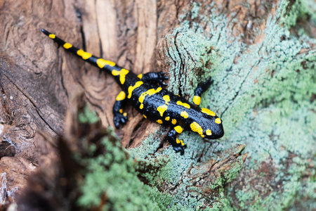 Spotted adult fire salamander in orange leavesの写真素材