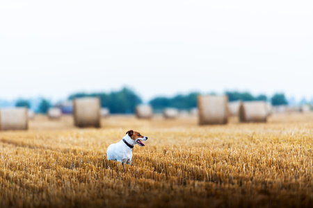 Jack Russell terrier dog on agricultural fieldの写真素材