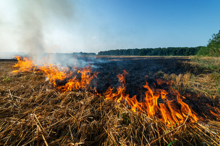 Burning dry stubble on wheat field after harvestingの写真素材