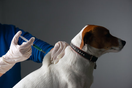 Adult Jack Russell Terrier dog injecting vaccineの写真素材