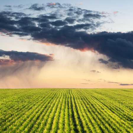 Rain clouds pour water on agricultural fieldの写真素材