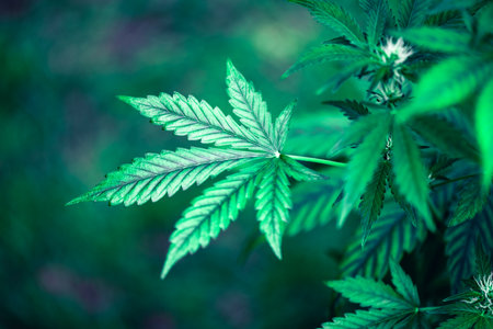 Cannabis bush on dark backgroundの写真素材