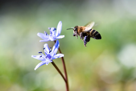 A flying working bee collecting pollen