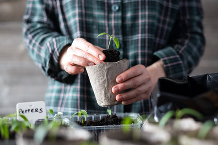 Farmer transplants tomato and pepper seedlings into peat cupsの写真素材
