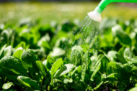 Watering of vegetable bed with lush green spinach leavesの写真素材