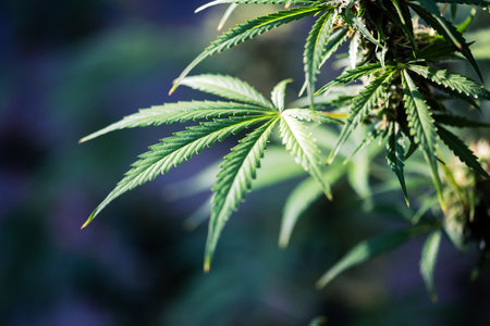 Young leaf of marijuana plant