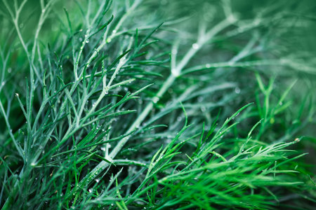 Bunch of green organic dill with old scissors on wooden board