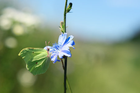 Yellow butterfly pollinating on blue flower