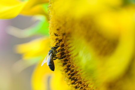 Working bee collecting pollen from yellow sunflowerの写真素材
