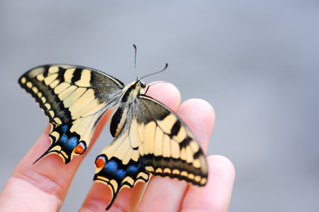 Beautiful Swallowtail Butterfly (Papilio machaon) on man hand close up. Insect macro photographyの写真素材