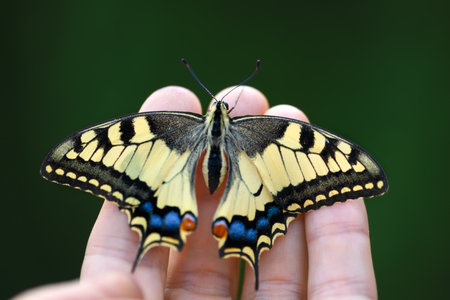 Beautiful Swallowtail Butterfly (Papilio machaon) sitting on man fingers close up. Insect macro photographyの写真素材