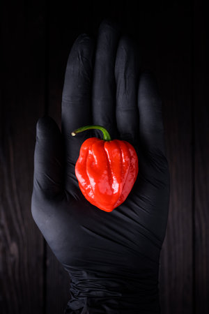 Ripened red habanero pepper on hand in a protective gloveの写真素材