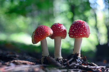 Three fly agaric mushrooms in summer forestの写真素材