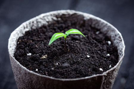 Young hot pepper seedling in a peat cupの写真素材
