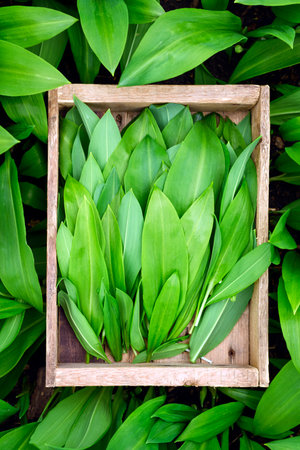Bears wild garlic leaves in wooden boxの写真素材