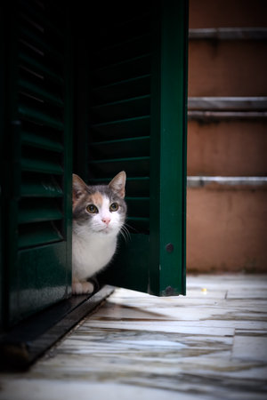 Grey and white cat sitting near wooden window shuttersの写真素材