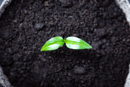 Young pepper seedling in a soil close up