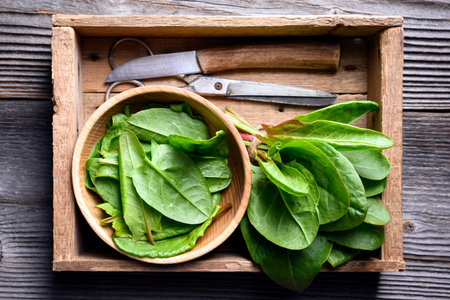 Fresh sorrel leaves in wooden box