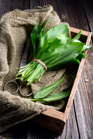 Bunch of fresh bears wild garlic with old scissorsの写真素材