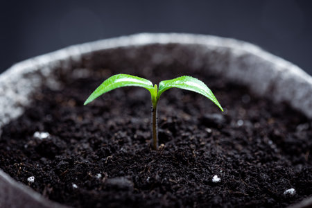 Small hot pepper seedling in a soil in a peat cupの写真素材