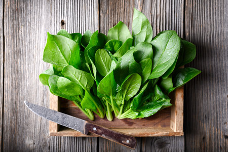 Fresh green baby spinach leaves with water dropletsの写真素材