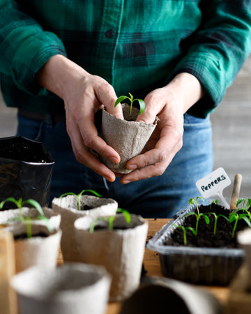 Farmer transplants pepper seedlings into peat cupsの写真素材