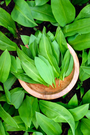 Wild garlic in a wooden bowlの写真素材