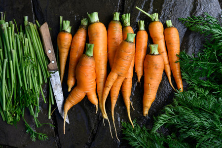 Young organic carrots freshly harvested from the garden
