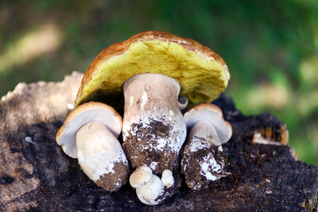 Close-up of a group of porcini mushrooms on a stump