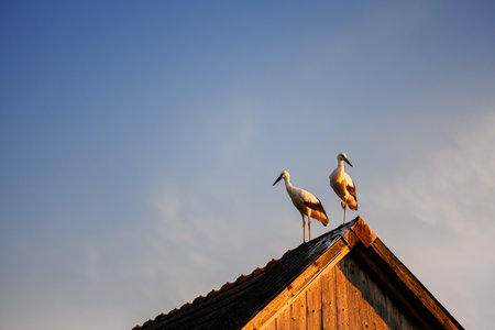 White stork couple on an old house roofの写真素材