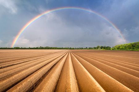 Agricultural field with even rows in the springの写真素材