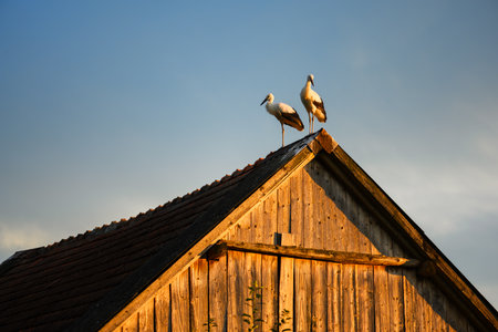 Silhouetted white storks on a weathered rooftop