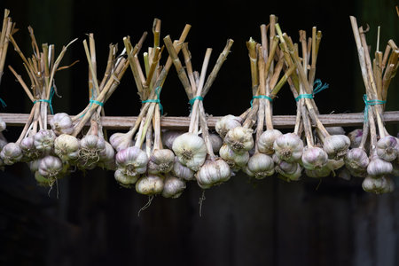 Rustic scene with bundles of garlic drying in the open airの写真素材