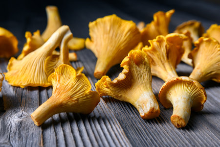 Freshly picked chanterelle mushrooms on rustic wooden tableの写真素材