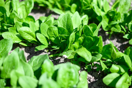 Fresh young spinach leaves growing in a vegetable bedの写真素材