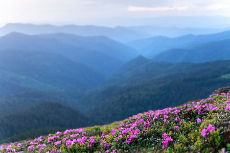 Vibrant rhododendron flowers blanketing mountain slopesの写真素材